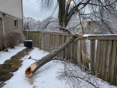 Ice-loaded tree snapped and leaning across a backyard fence