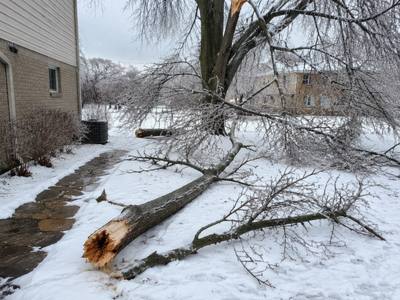 Ice-coated branch broken off and lying across a snowy yard