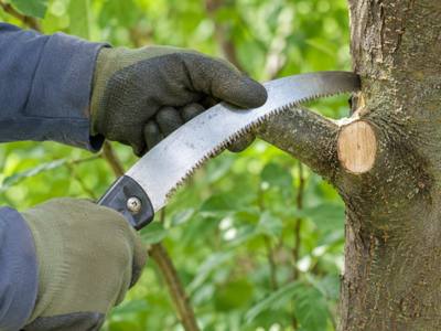 Hand saw finishing a pruning cut back to the branch collar
