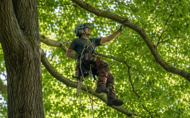 Climber reaching out along a limb inside a dense summer canopy