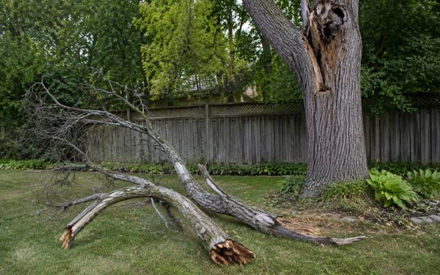 Broken dead branch on the lawn beside a trunk with an open cavity