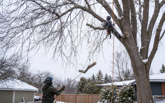 Climber lowering a cut section on rope through a bare winter canopy