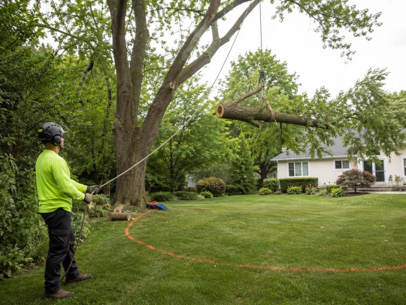 Ground worker lowering a cut section on a rigging line beside a house